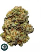 Australian Blue Weed
