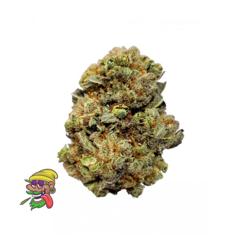 Australian Blue Weed