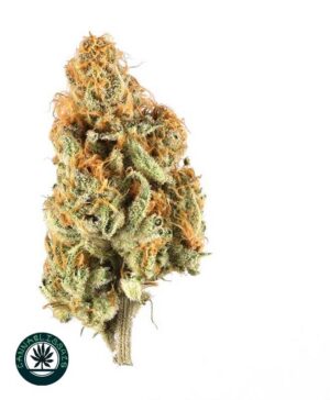 Gello Gelato Strain