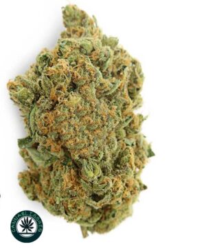 girl scout cookies strain