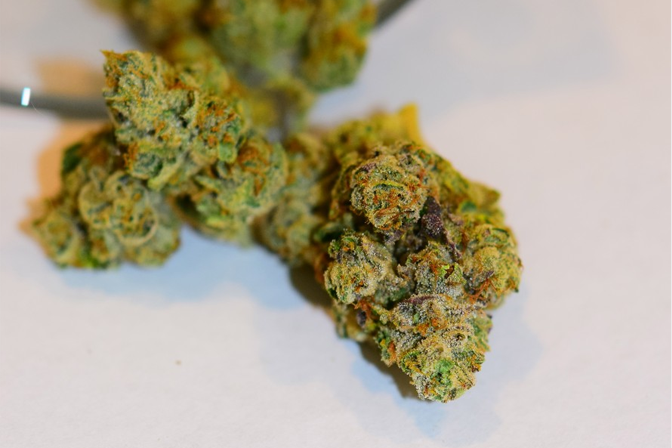 quality weed buds