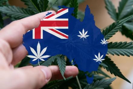 buy weed online Australia