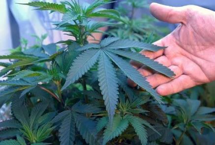 buy weed online Australia	